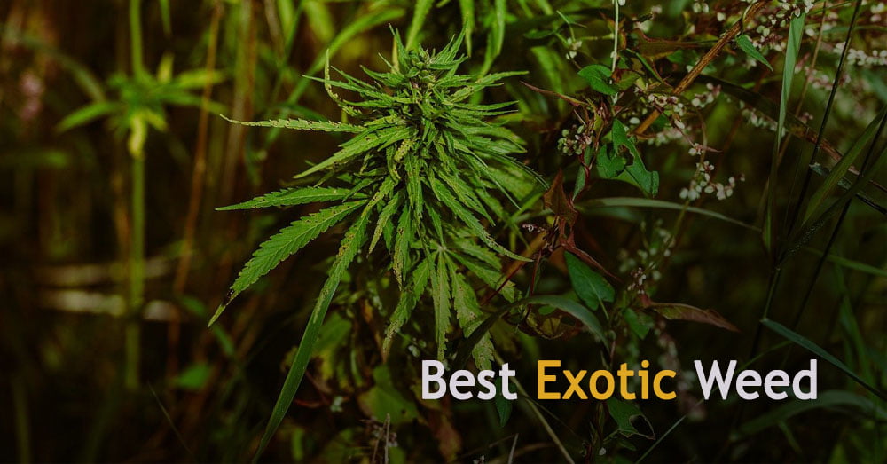 Best Exotic Weed