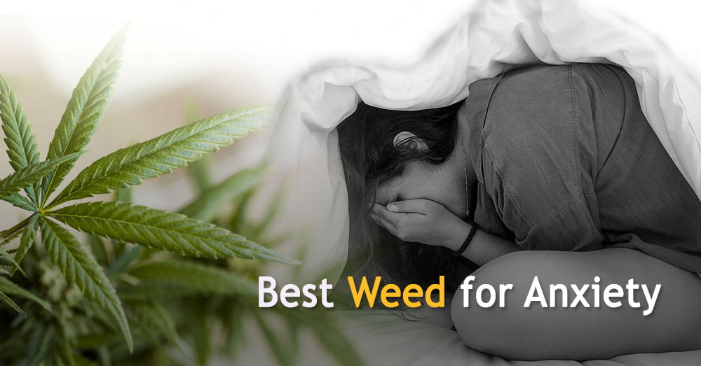 Best Weed for Anxiety