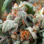 Alaskan Thunder Fuck Strain Marijuana Plant