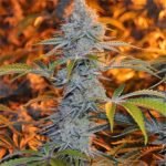 Alien Rift Marijuana Strain