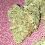 Alien Rift Strain Marijuana Plant