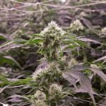 Allen Wrench Marijuana Strain