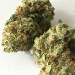 Allen Wrench Strain Marijuana Plant