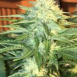 American Pie Marijuana Strain