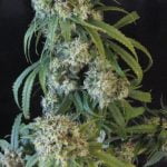 Apollo 13 Strain Marijuana Plant