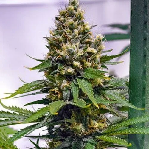 Apollo 13 Marijuana Strain