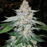 Black Fire Marijuana Strain