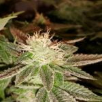 Black Fire Strain Marijuana Plant