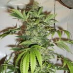 Black Russian Marijuana Strain