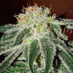 Black Russian Strain Marijuana Plant