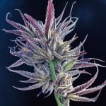 Blucifer Marijuana Strain