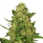 Blue Knight Marijuana Strain