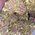 Blue Knight Strain Marijuana Plant