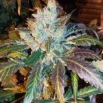 Blue OG Marijuana Strain