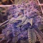 Blue Power Strain Marijuana Plant