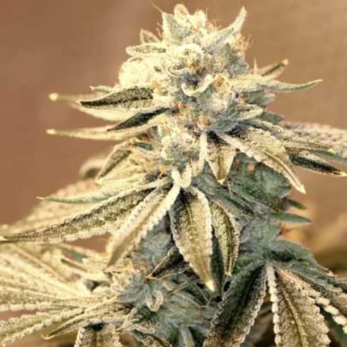 Blue Power Marijuana Strain