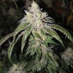 Blue Sherbert Marijuana Strain