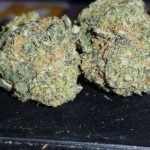 Blue Sherbert Strain Marijuana Plant