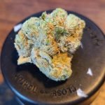 Blue Steel Strain Marijuana Plant