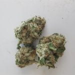 Blueberry Yum Yum Bud