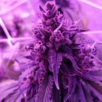 Blueberry Yum Yum Marijuana Strain