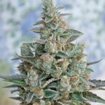 Bubba OG Marijuana Strain