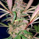 C4 Marijuana Strain