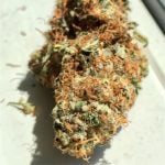 C4 Strain Marijuana Plant