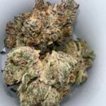 Cake Batter Bud
