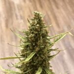 Cake Batter Marijuana Strain