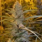 Cannalope Haze Marijuana Strain