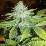 Cheesewreck Marijuana Strain
