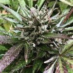 Cherry Limeade Marijuana Strain