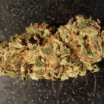 Chupacabra Strain Marijuana Plant