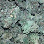 Citrix Strain Marijuana Plant