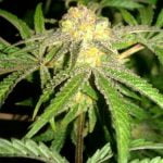 Cookie Wreck Marijuana Strain
