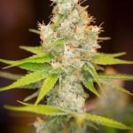 Cuvee Strain Marijuana Plant