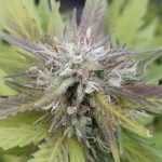 Dairy Queen Strain Marijuana Plant