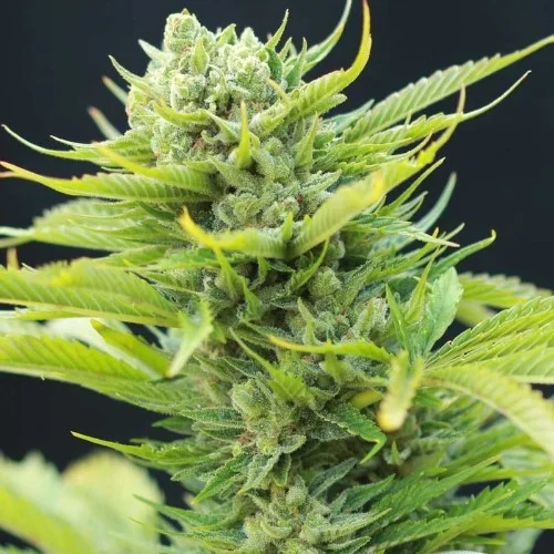 Dairy Queen Marijuana Strain