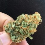 Deadhead OG Bud