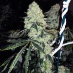 Deadhead OG Marijuana Strain