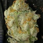 Deadhead OG Strain Marijuana Plant