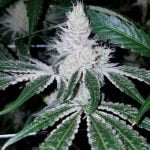 Divorce Cake Marijuana Strain