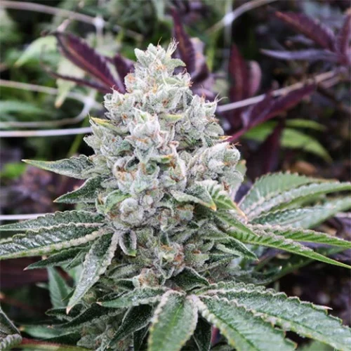 Do-Si-Dos Marijuana Strain