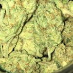 El Chapo Strain Marijuana Plant