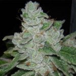 Face Off OG Marijuana Strain