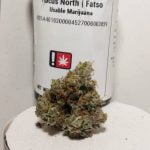 Fatso Bud