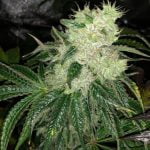 Fatso Marijuana Strain