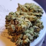 Fatso Strain Marijuana Plant