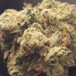 Flo OG Strain Marijuana Plant
